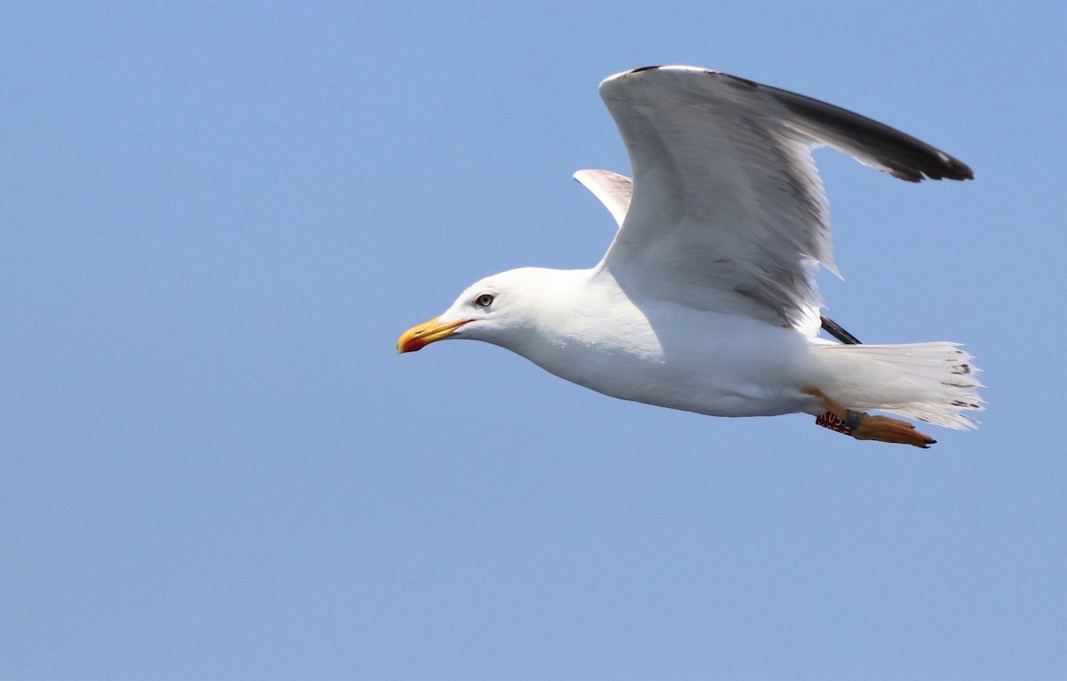 Yellow-legged Gull - David Santamaría Urbano