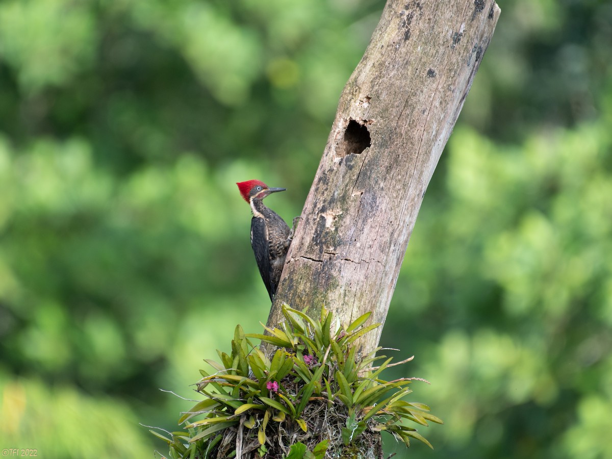 Lineated Woodpecker - T I