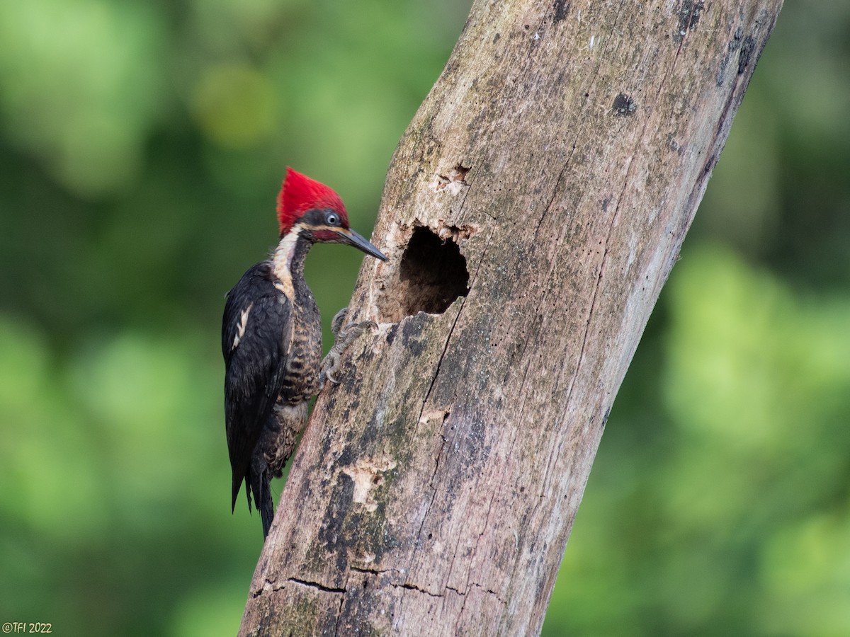 Lineated Woodpecker - T I