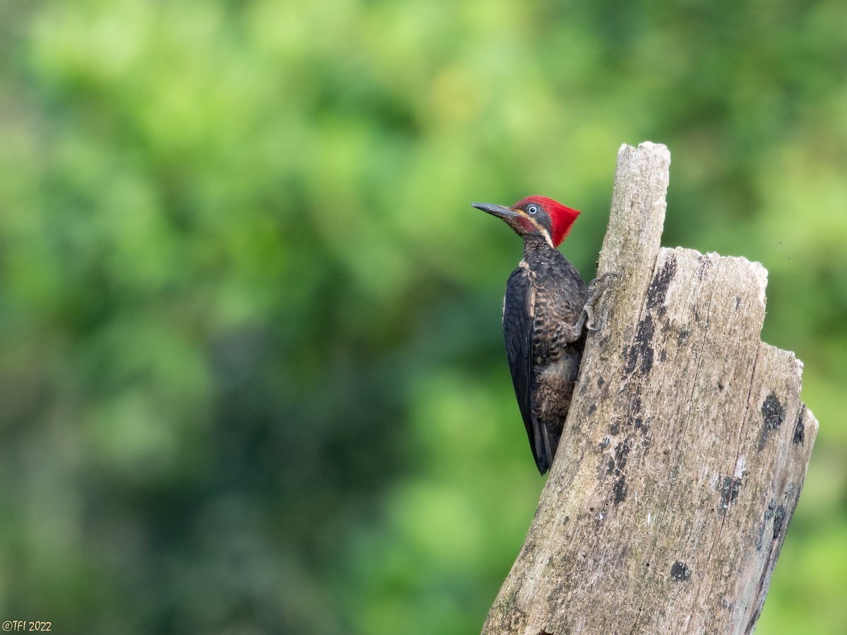 Lineated Woodpecker - T I