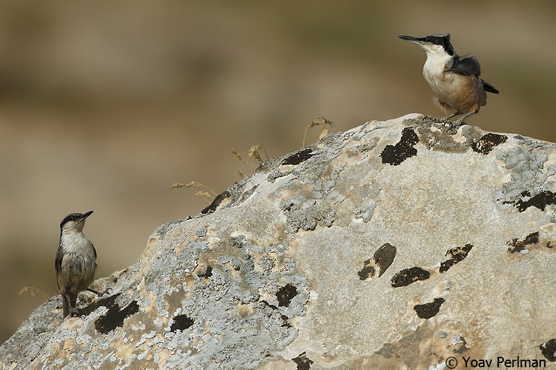 Eastern Rock Nuthatch - Yoav Perlman