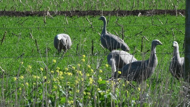 Cape Barren Goose - ML470446061