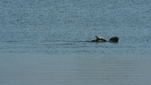 Érismature à barbillons - ML470446171