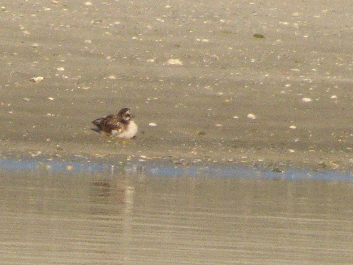 Long-tailed Duck - David True