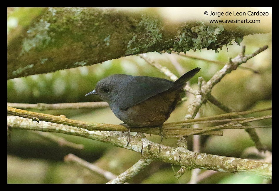 Perija Tapaculo - ML470448451