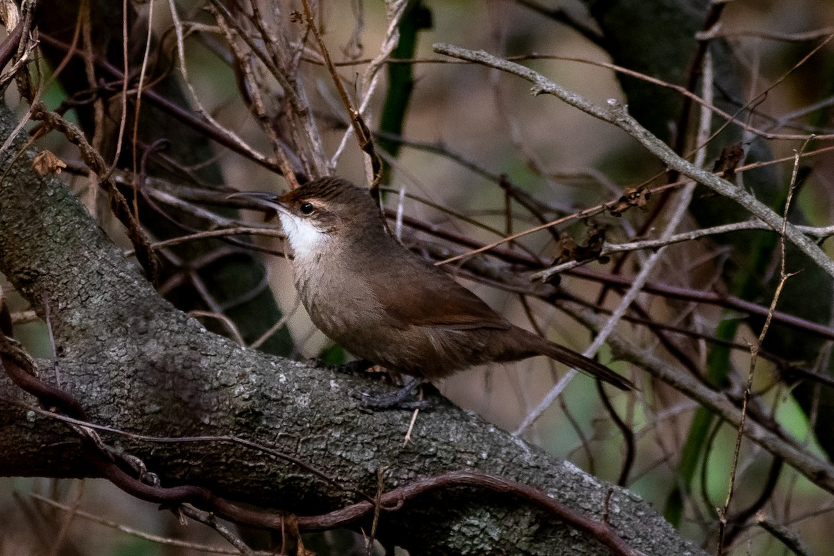 Chaco Earthcreeper - Danilo Druetto