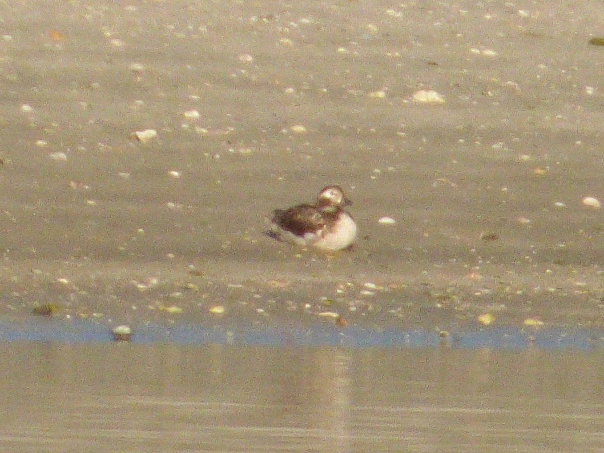 Long-tailed Duck - David True