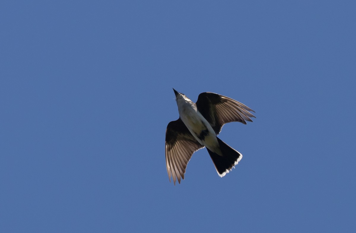 Eastern Kingbird - ML470449091