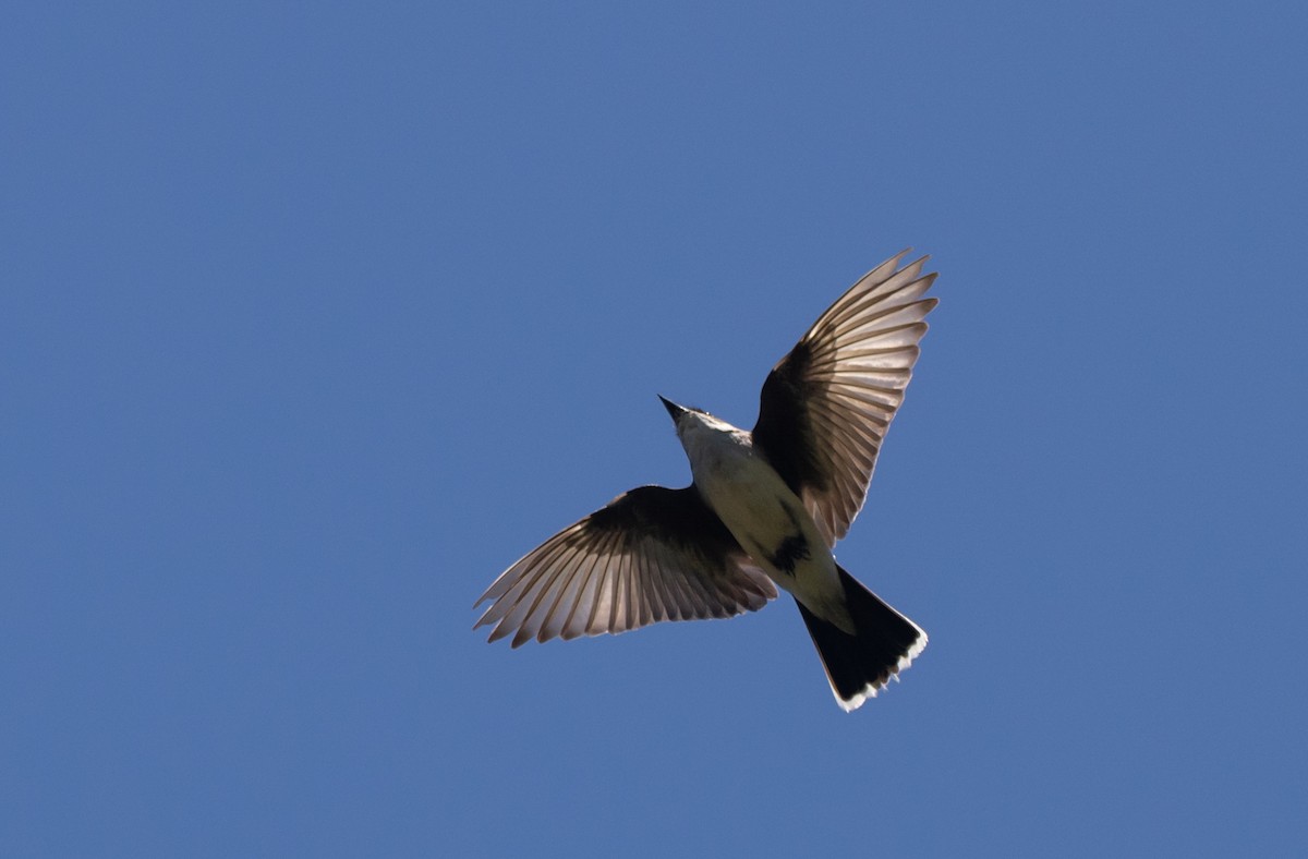 Eastern Kingbird - ML470449101