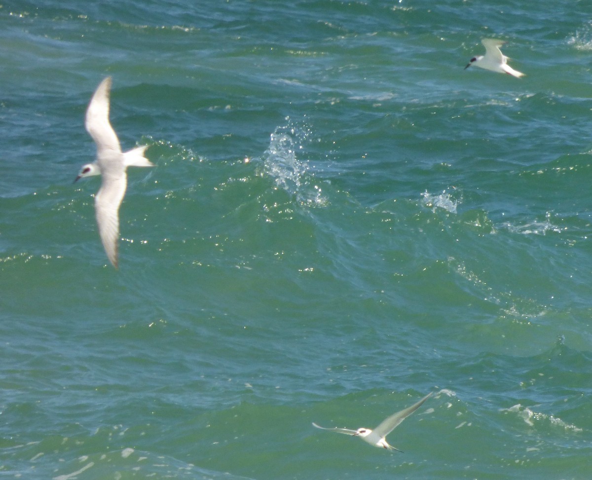 Forster's Tern - David True