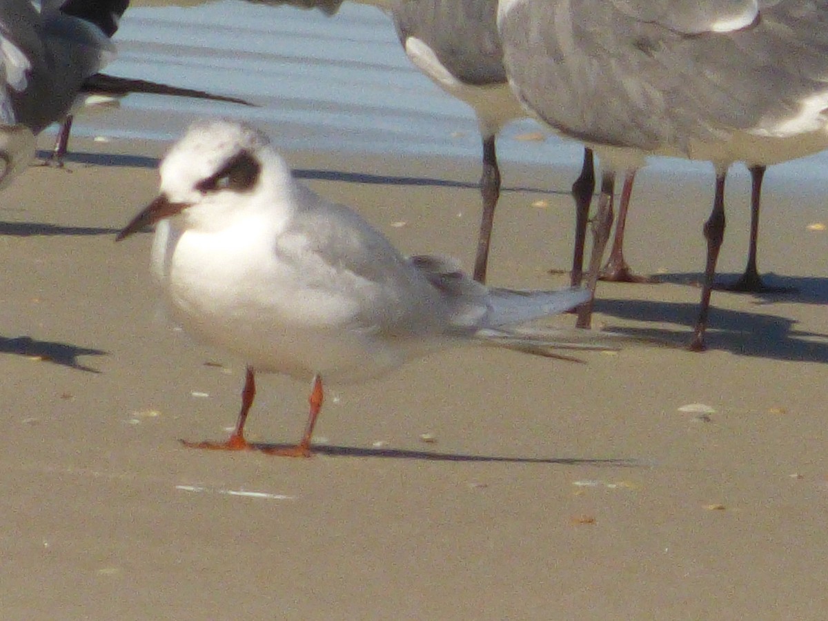 Forster's Tern - David True