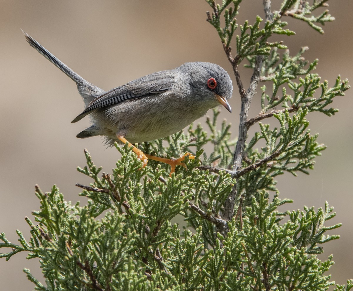 Balearic Warbler - ML470451431