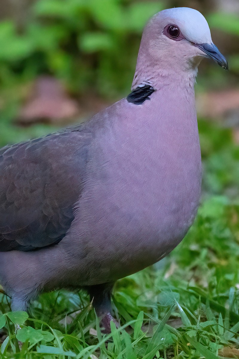 Red-eyed Dove - ML470452181