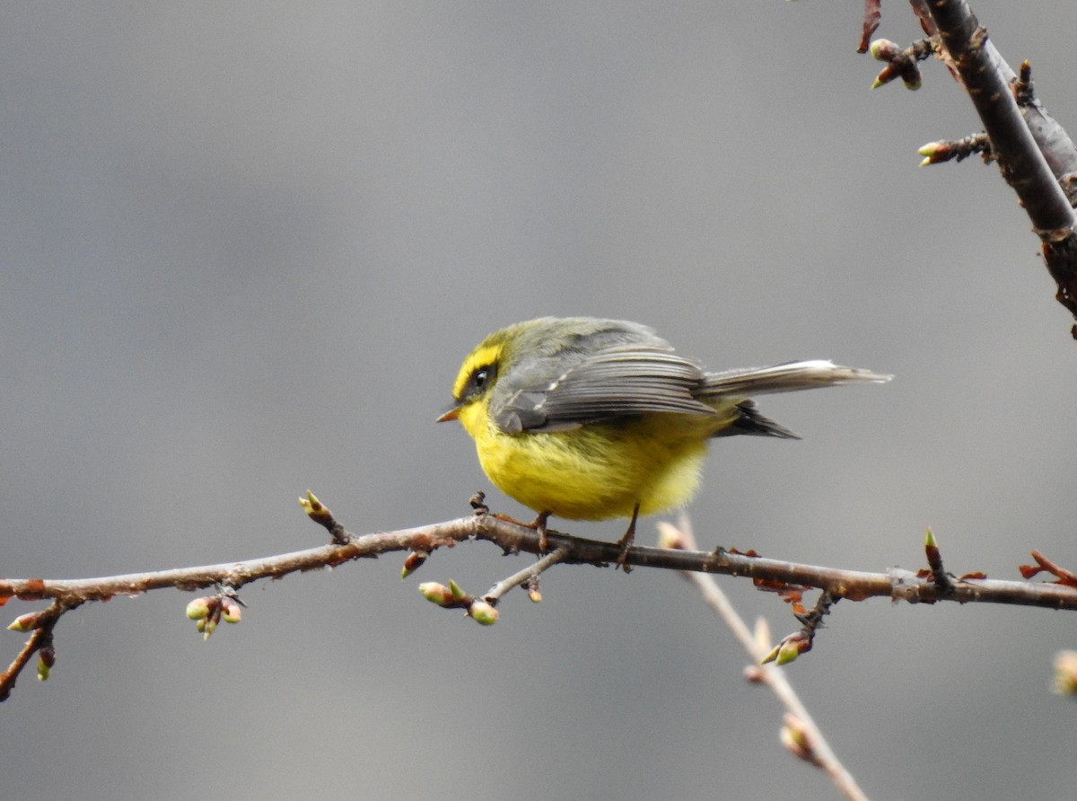 Yellow-bellied Fairy-Fantail - ML470452431