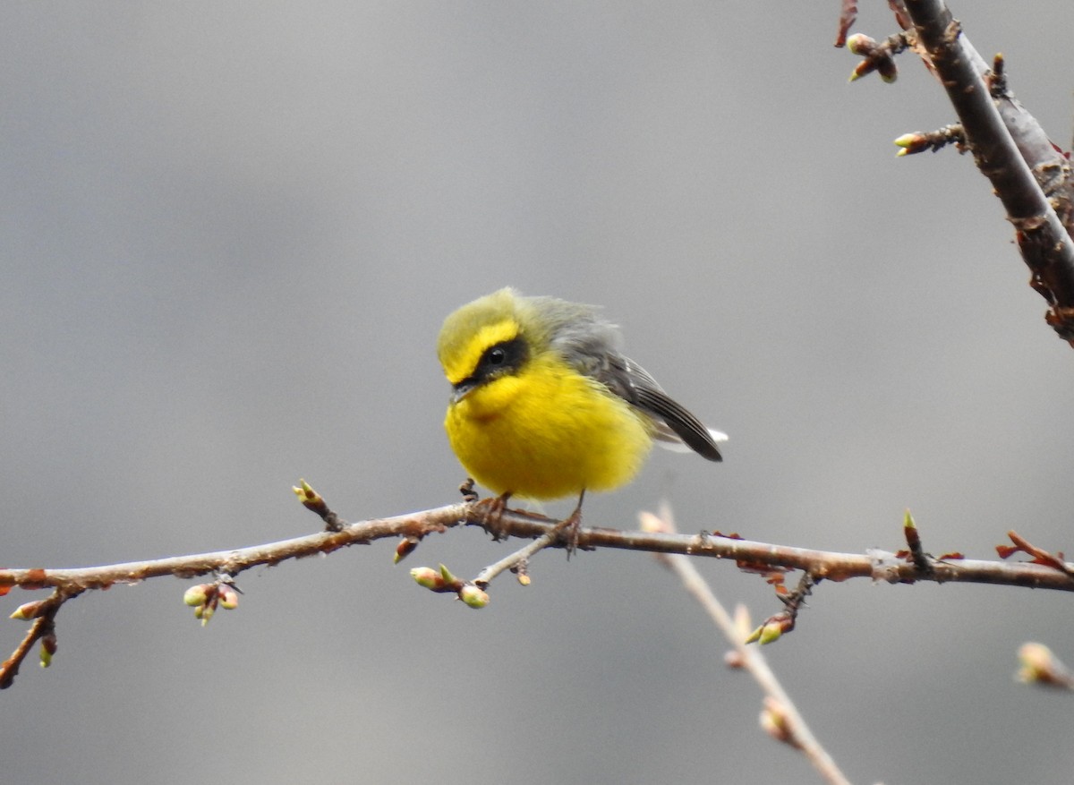 Chélidorhynque à ventre jaune - ML470452441