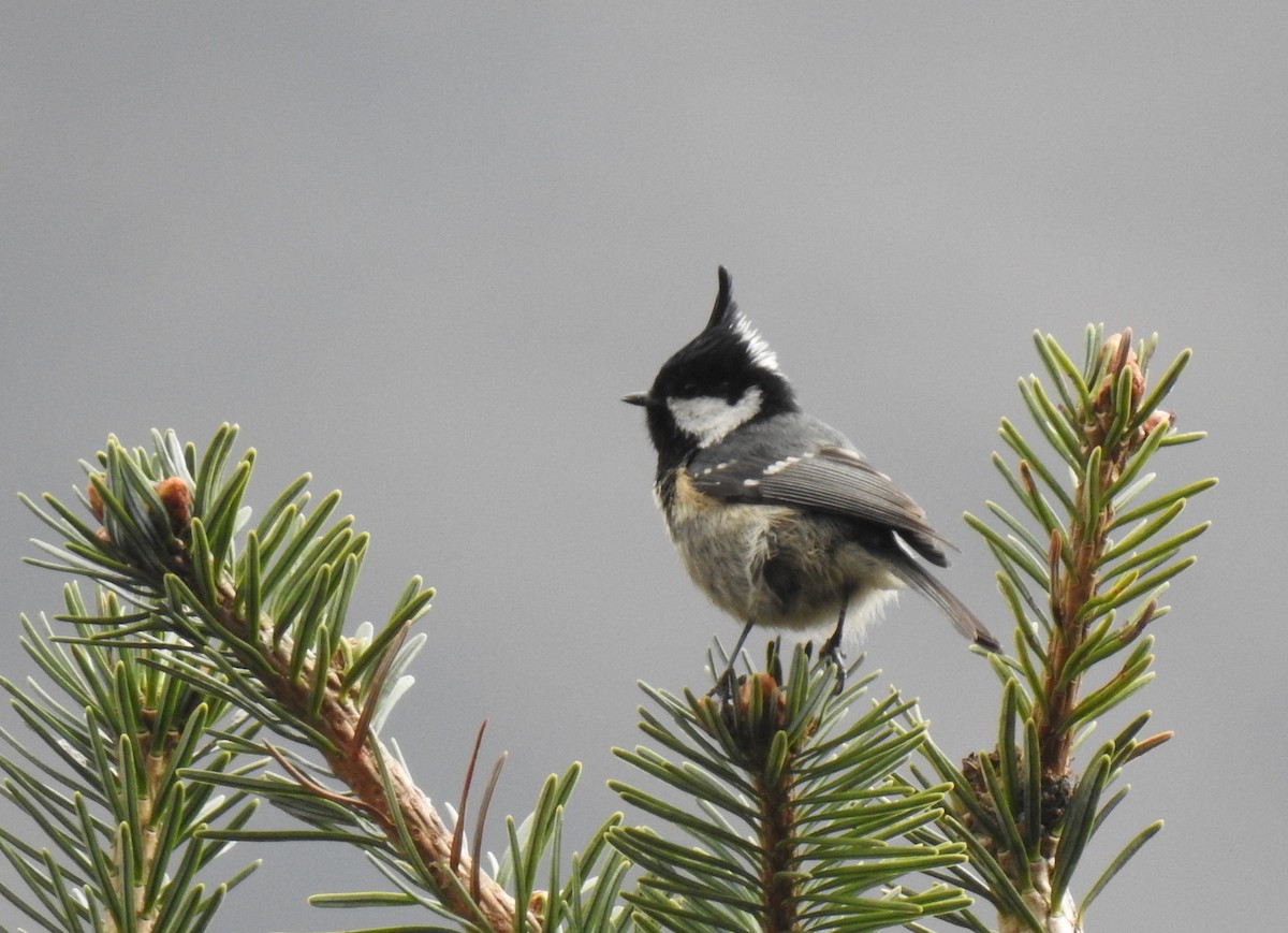 Coal Tit - ML470452551