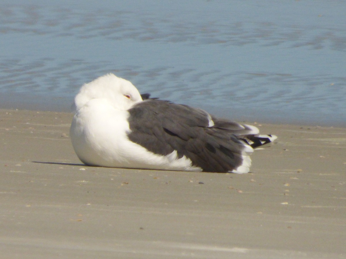 Great Black-backed Gull - David True