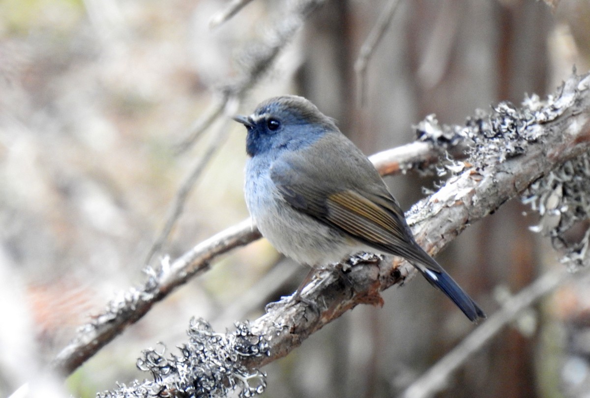 Rufous-gorgeted Flycatcher - ML470452621