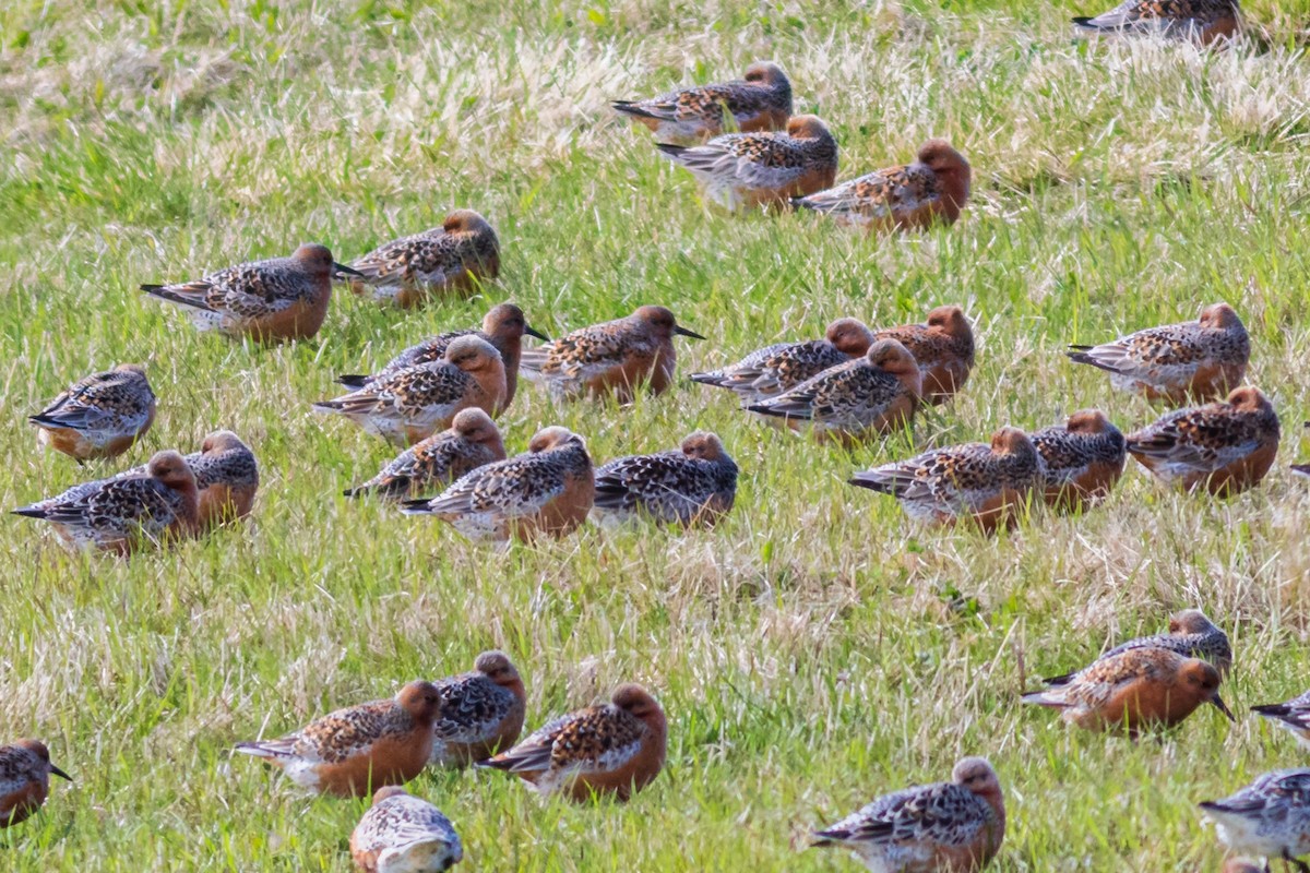 Red Knot - ML470453031