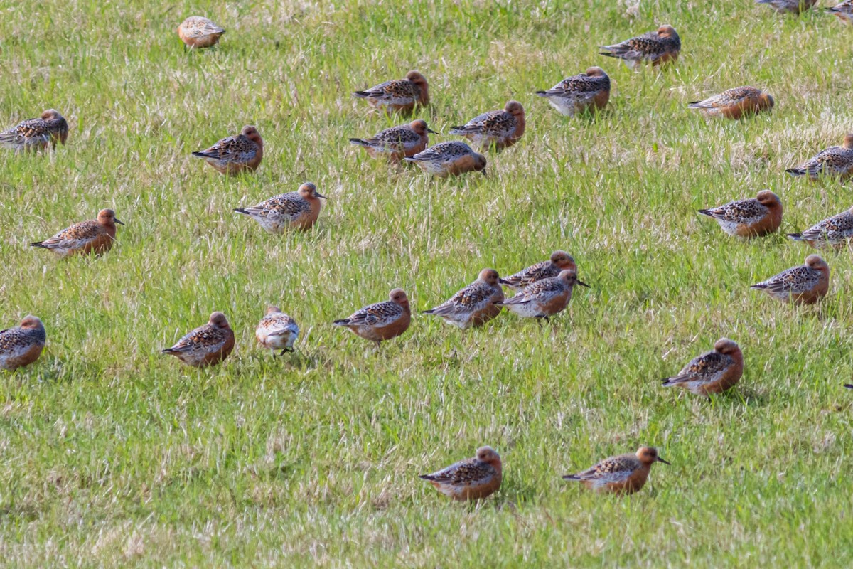 Red Knot - ML470453041