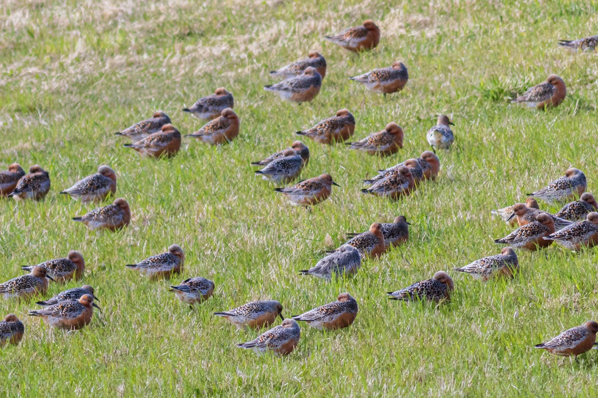 Red Knot - ML470453061