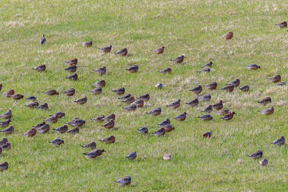 Red Knot - ML470453101