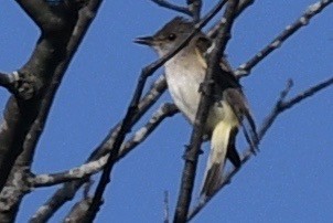 Eastern Phoebe - ML470454621