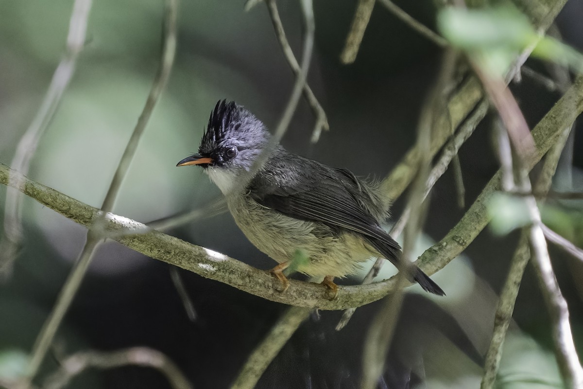 Black-chinned Yuhina - ML470455101