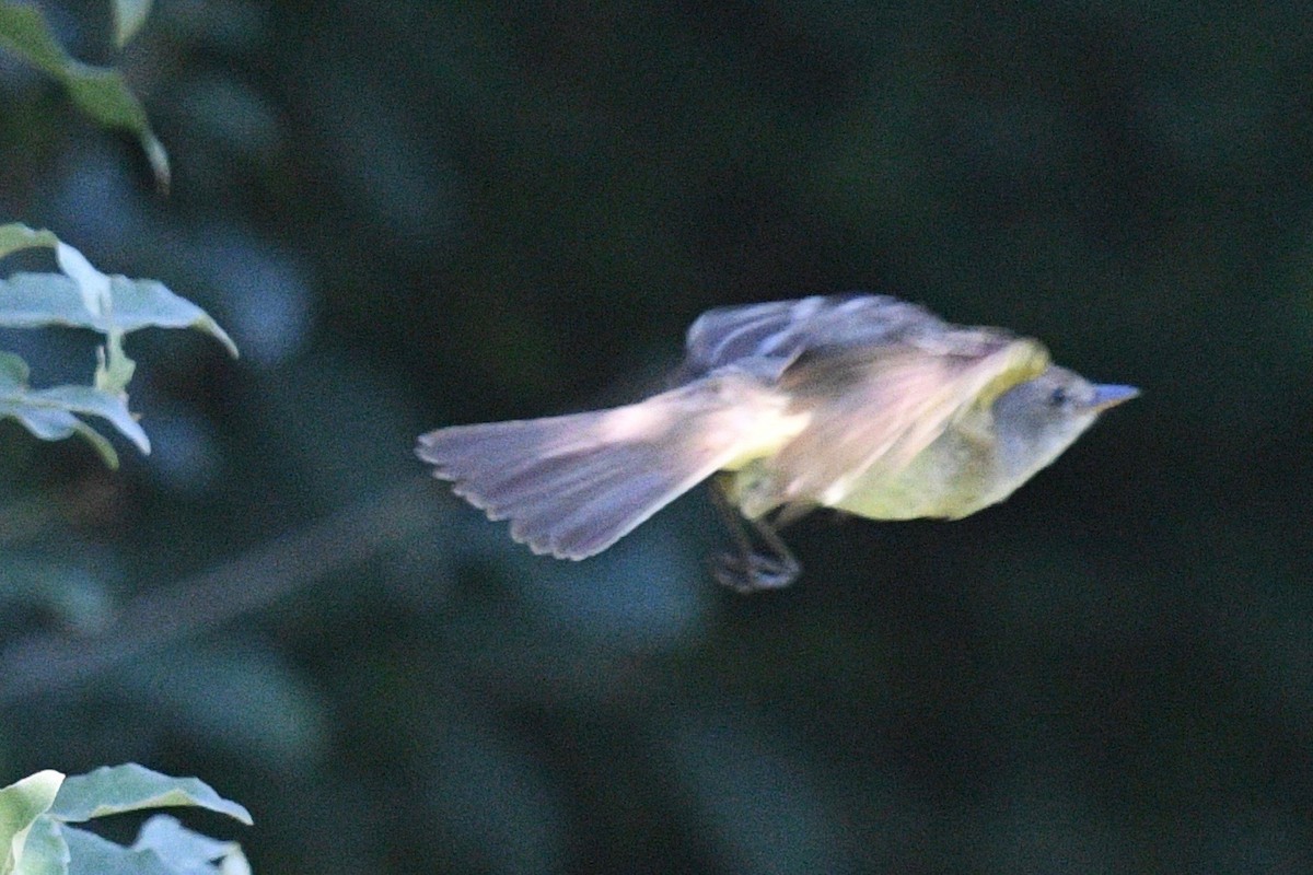 Alder/Willow Flycatcher (Traill's Flycatcher) - ML470455161