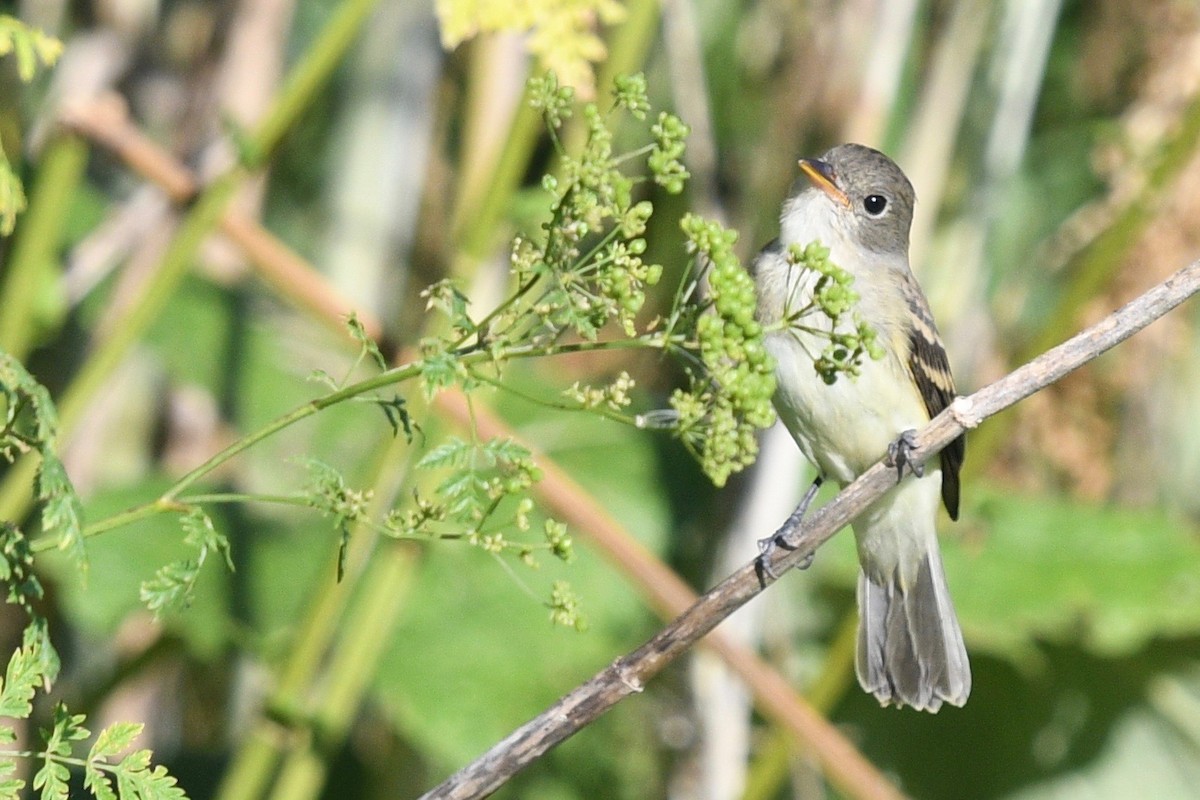 Willow Flycatcher - ML470455181