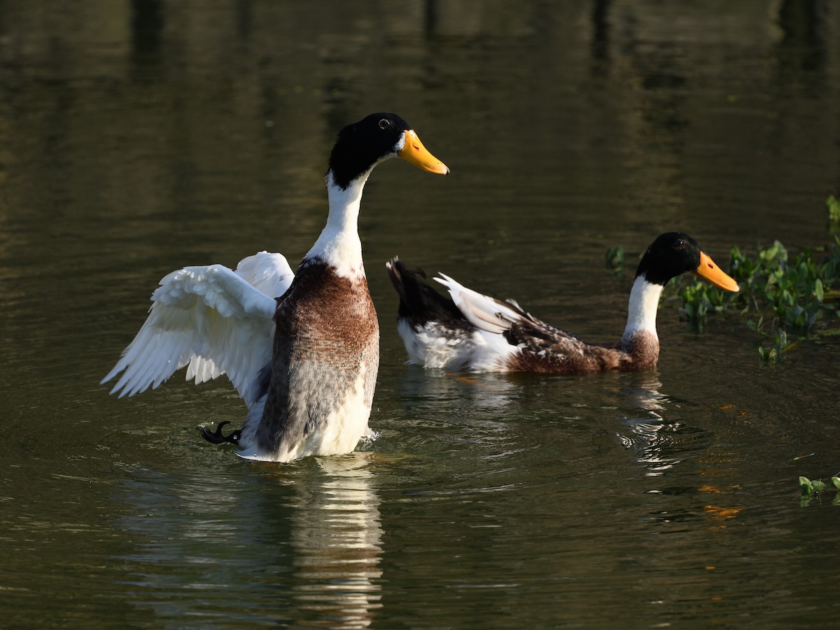 Mallard (Domestic type) - Mike Chen