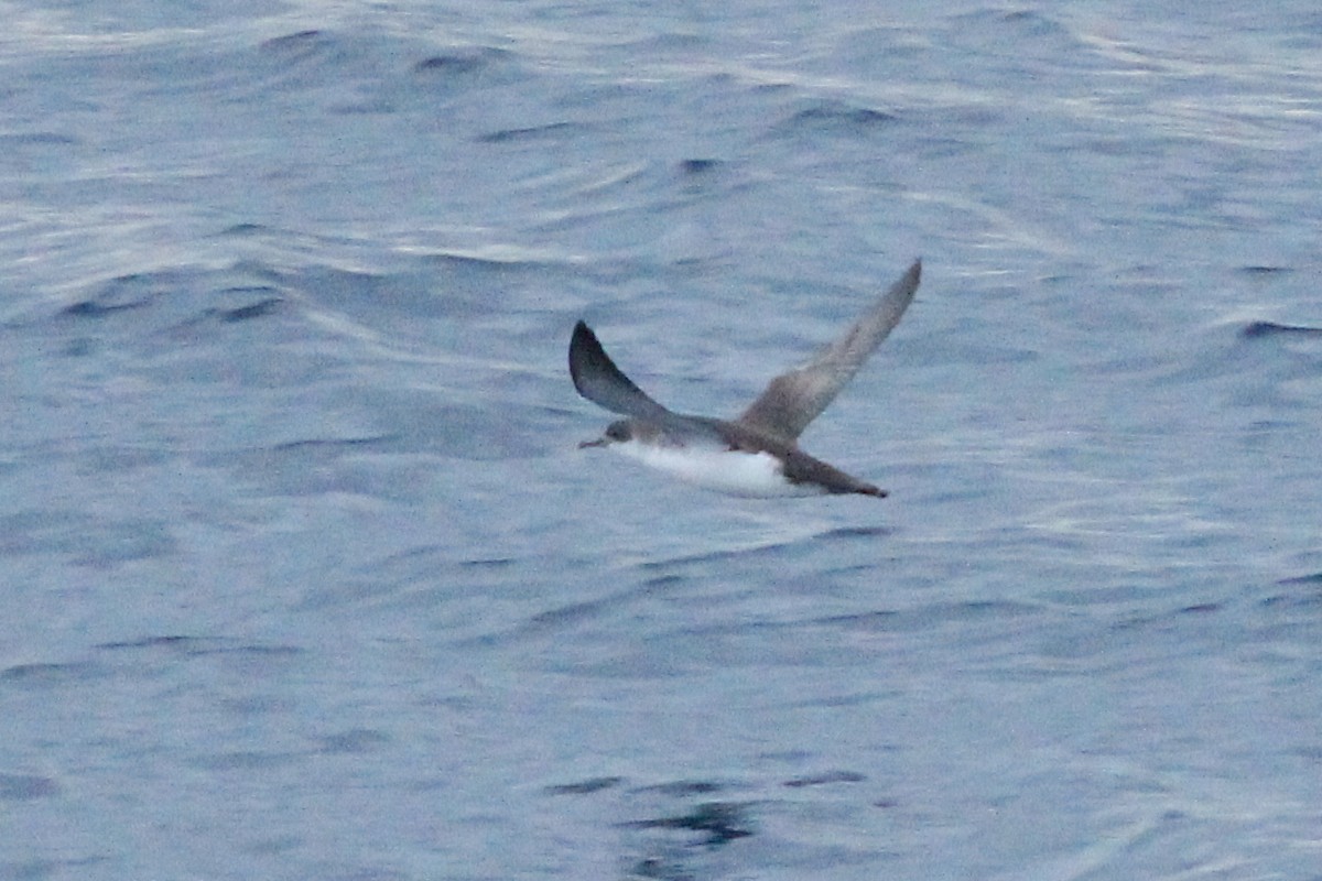 Yelkouan Shearwater - ML47045781