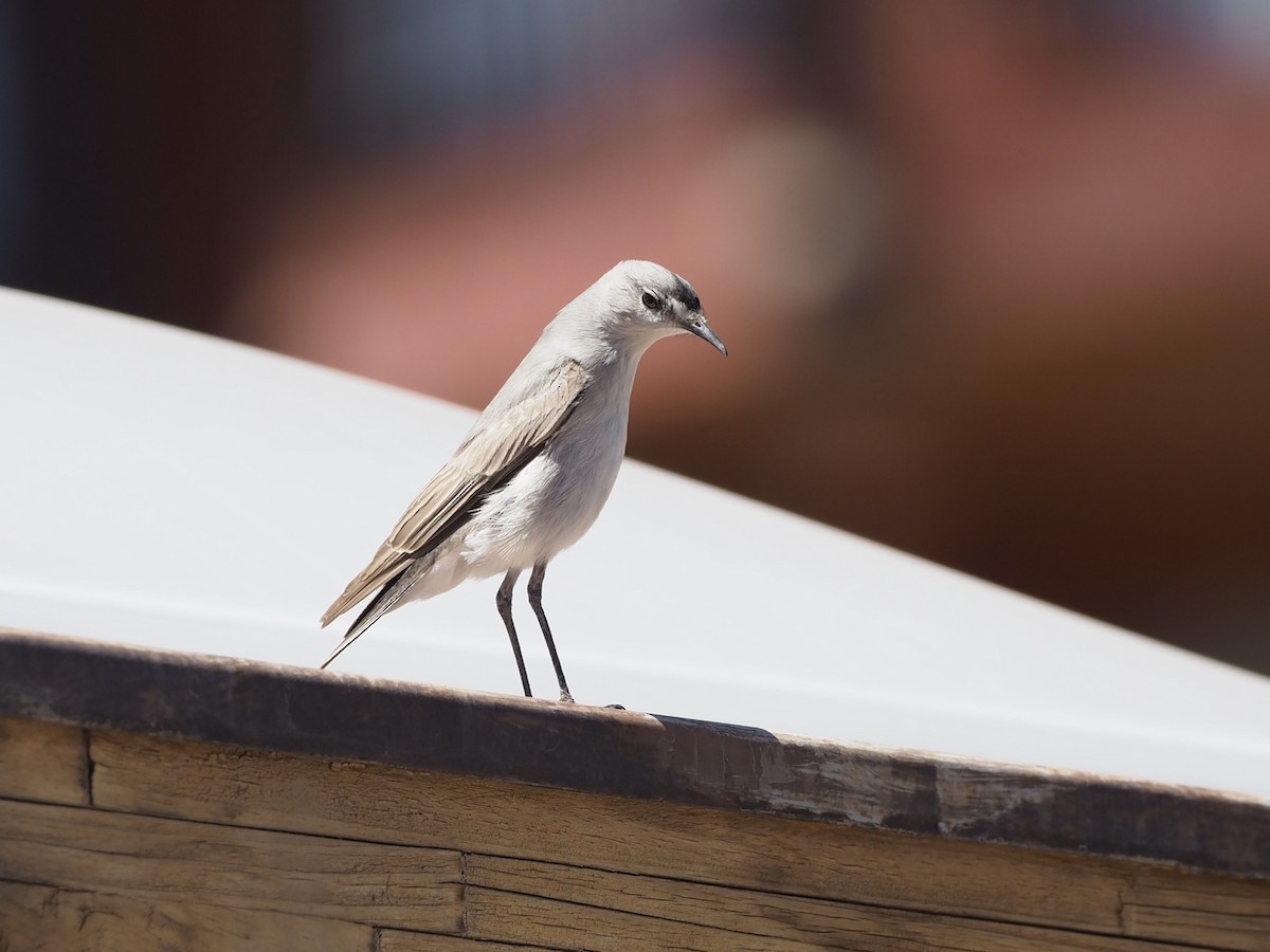 Black-fronted Ground-Tyrant - ML470458341