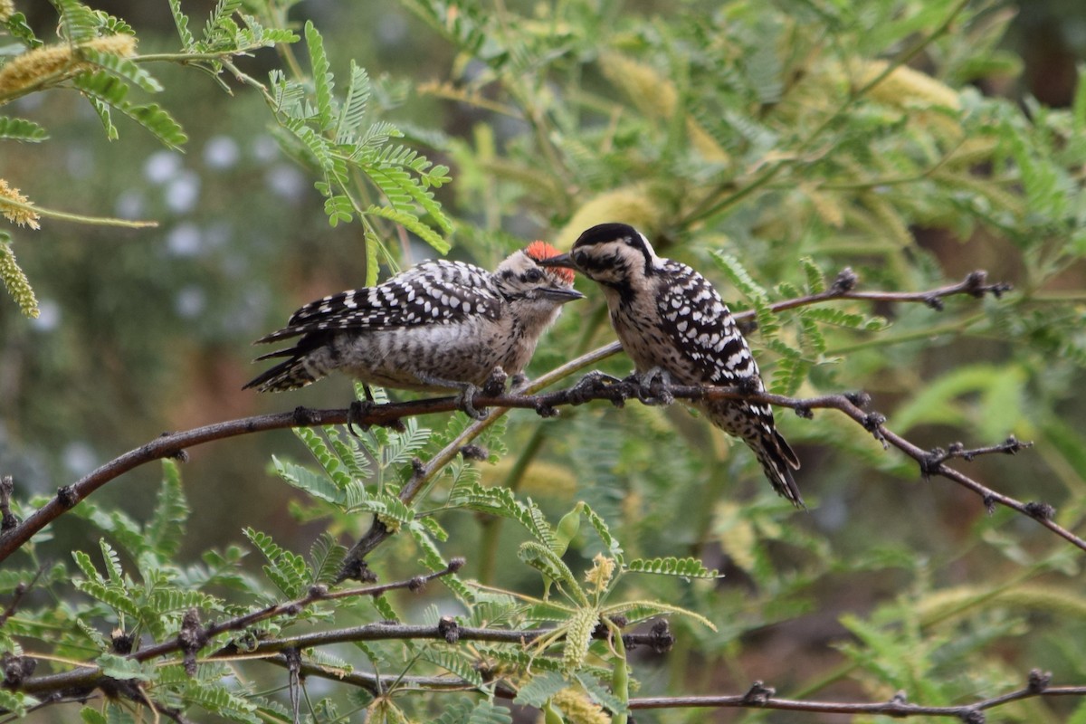 Ladder-backed Woodpecker - Raul Urgelles