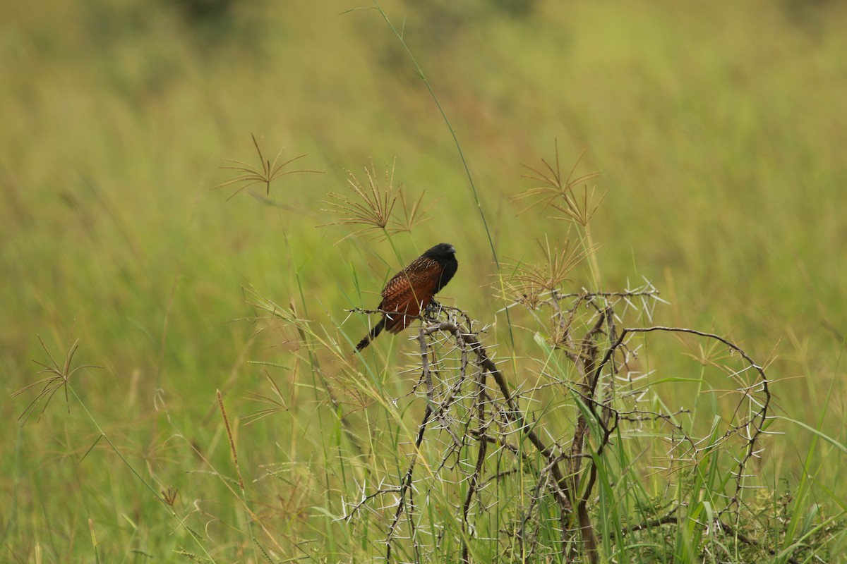 Black Coucal - ML470458871