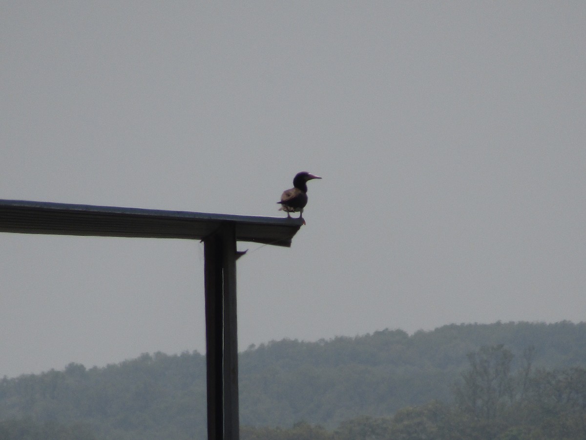 Brown Booby - ML470460171