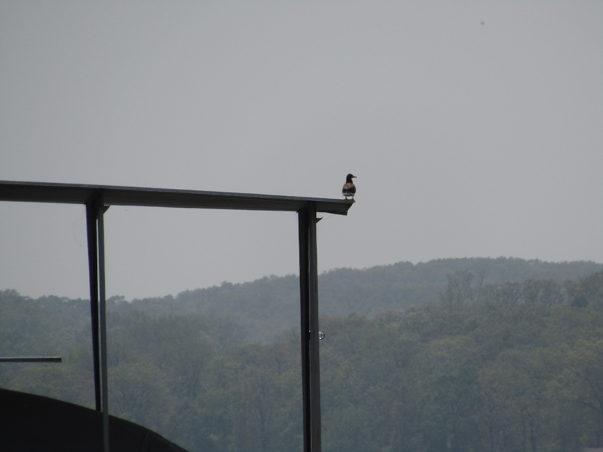 Brown Booby - ML470460361