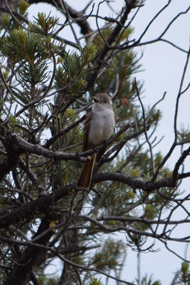 Ash-throated Flycatcher - Raul Urgelles