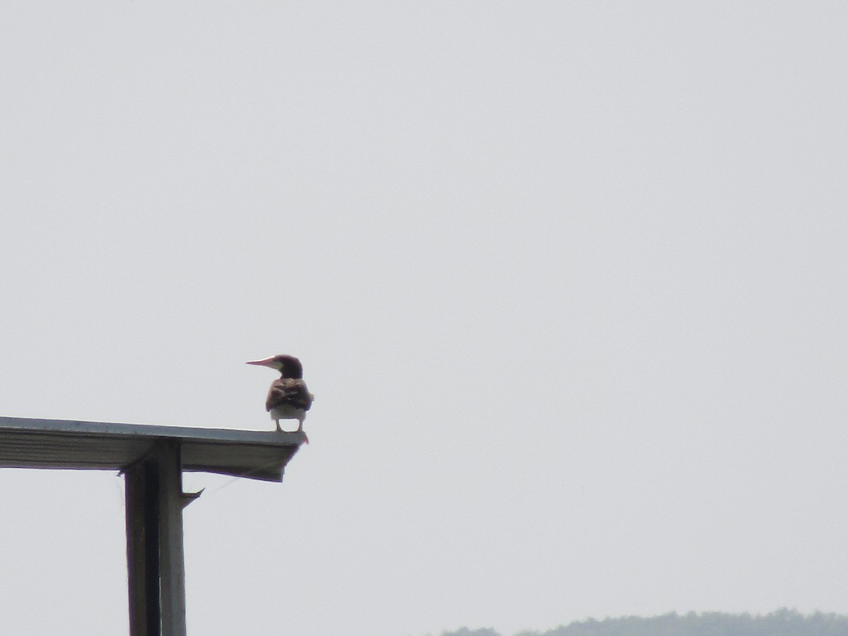 Brown Booby - ML470461051