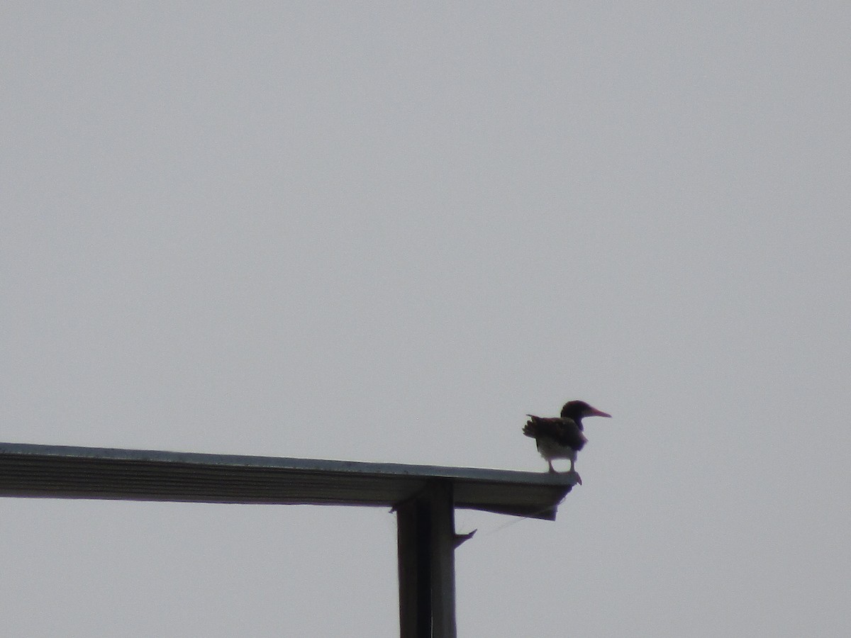 Brown Booby - ML470461161