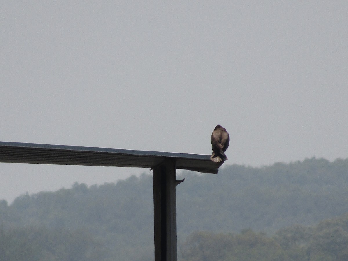 Brown Booby - ML470461221