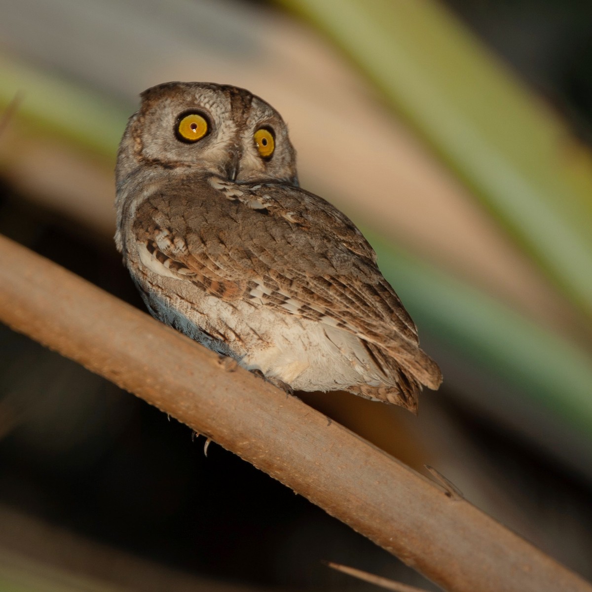 Socotra Scops-Owl - ML470461321