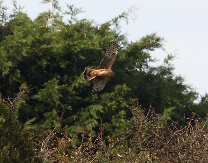 Hen Harrier - ML470461421