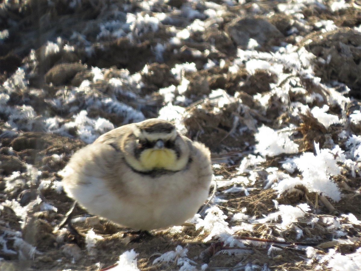 Horned Lark - Sharyn Isom