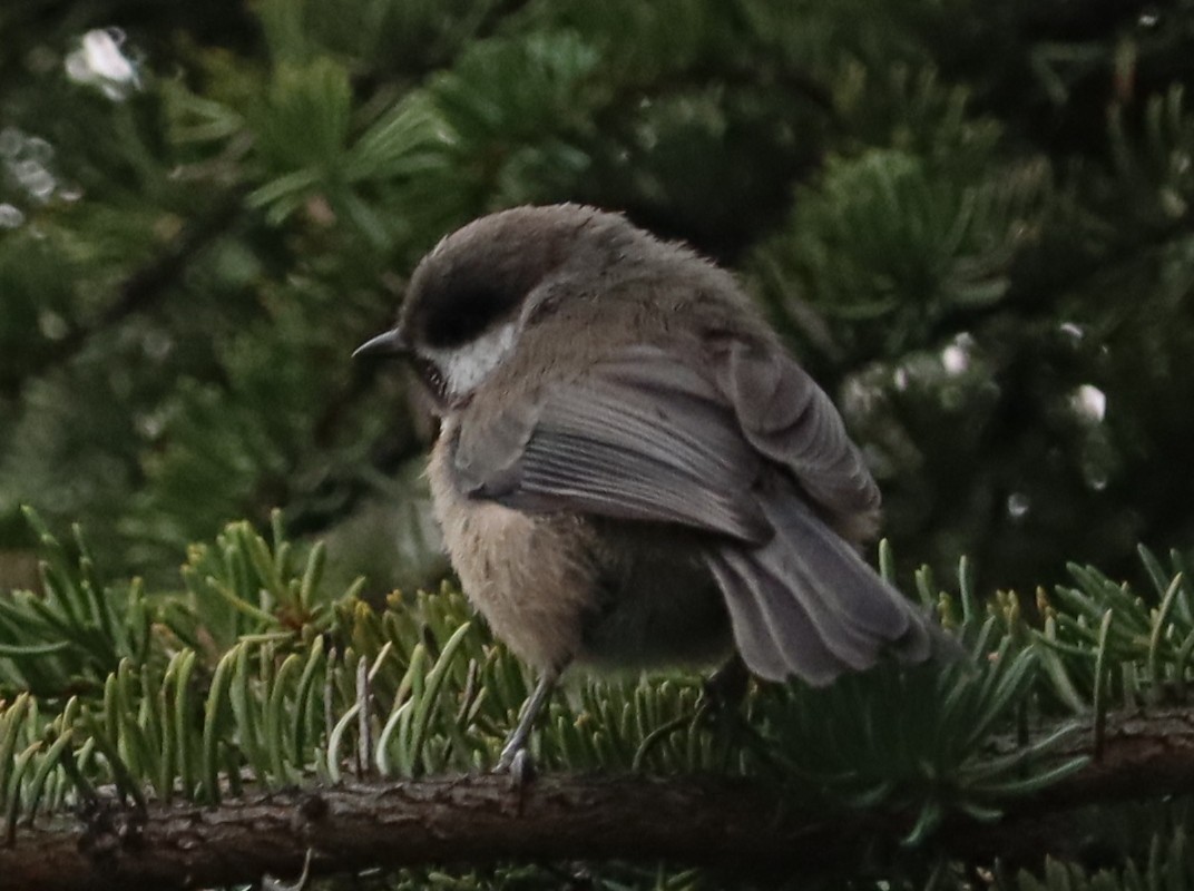 Boreal Chickadee - ML470462551