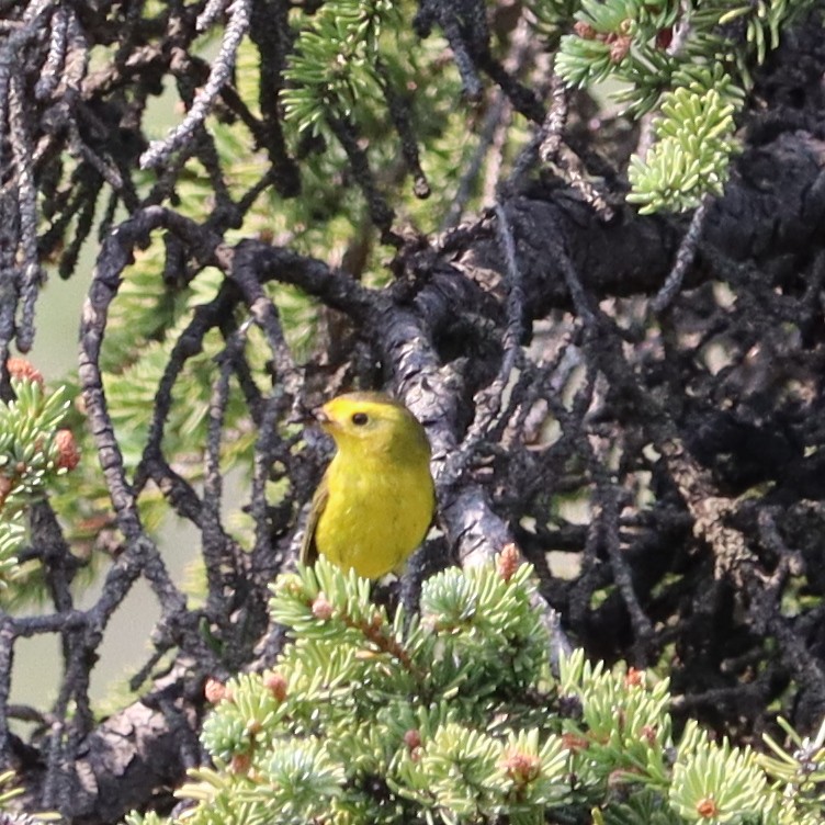 Wilson's Warbler - ML470462561