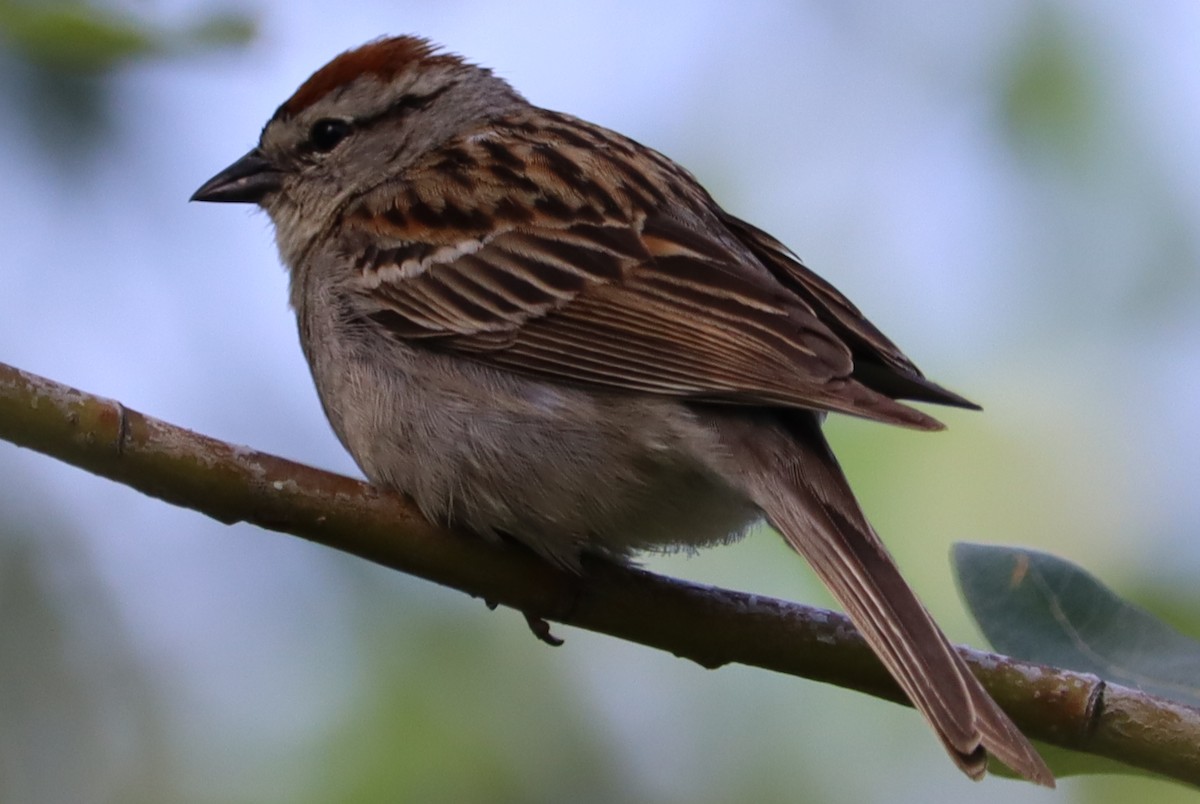Chipping Sparrow - Ben Freeman