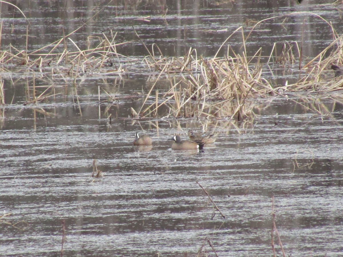 Blue-winged Teal - ML470466801