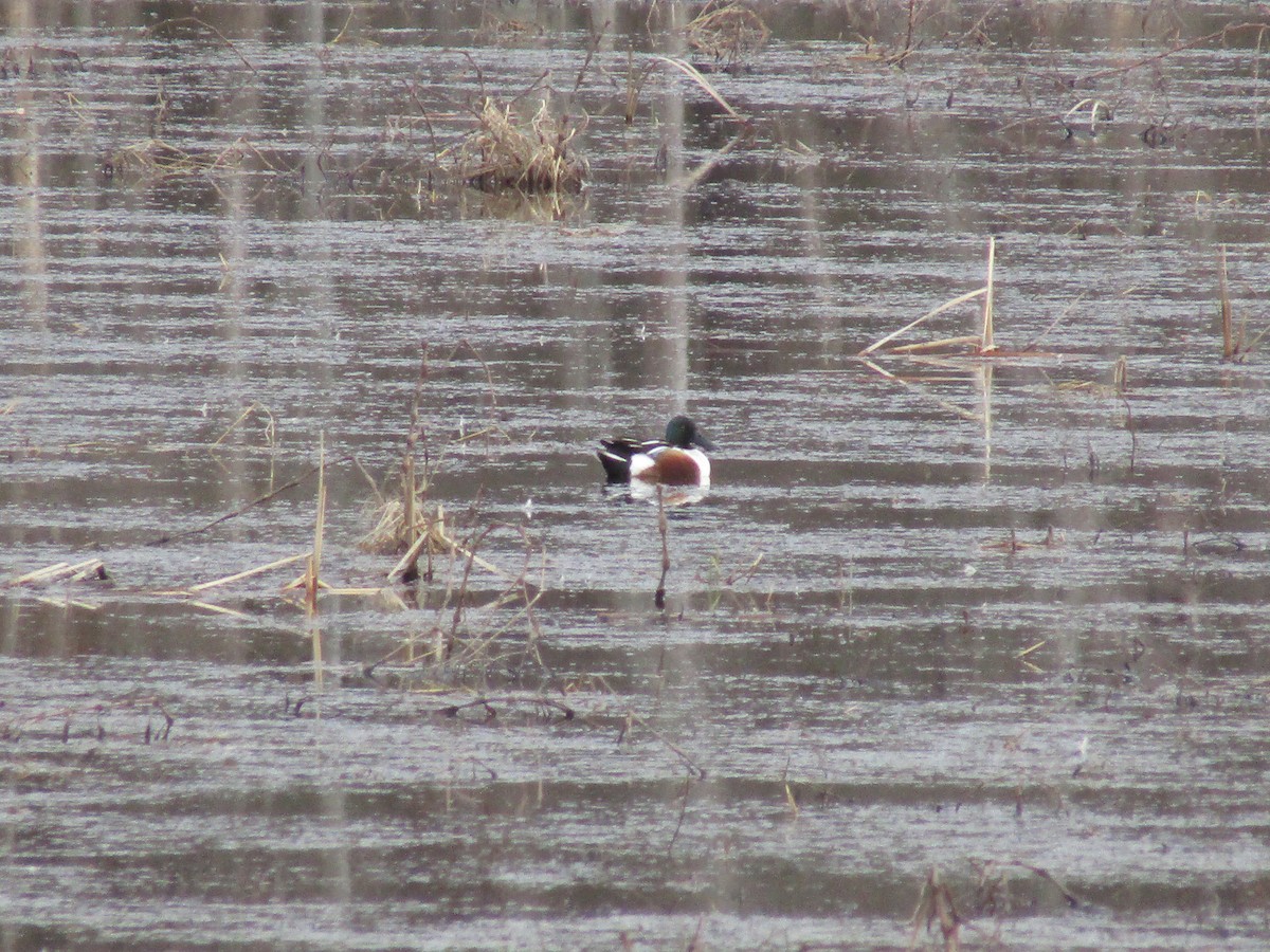 Northern Shoveler - Roxanne Stockdall