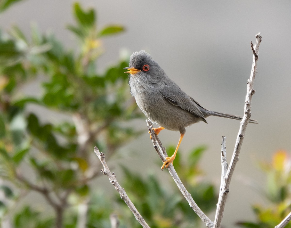 Balearic Warbler - ML470467111